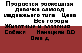 Продается роскошная девочка самоед медвежьего типа › Цена ­ 35 000 - Все города Животные и растения » Собаки   . Ненецкий АО,Ома д.
